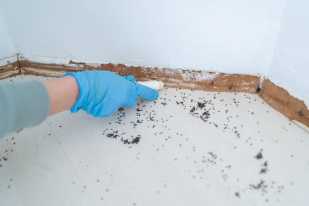 Best Cockroach Control Services  in Spring Hope, NC